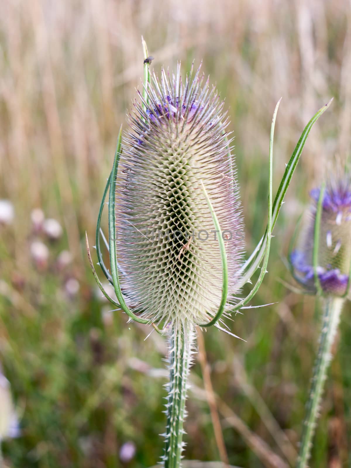 full grown spiky milk thistle spike outside close up; Essex; UK