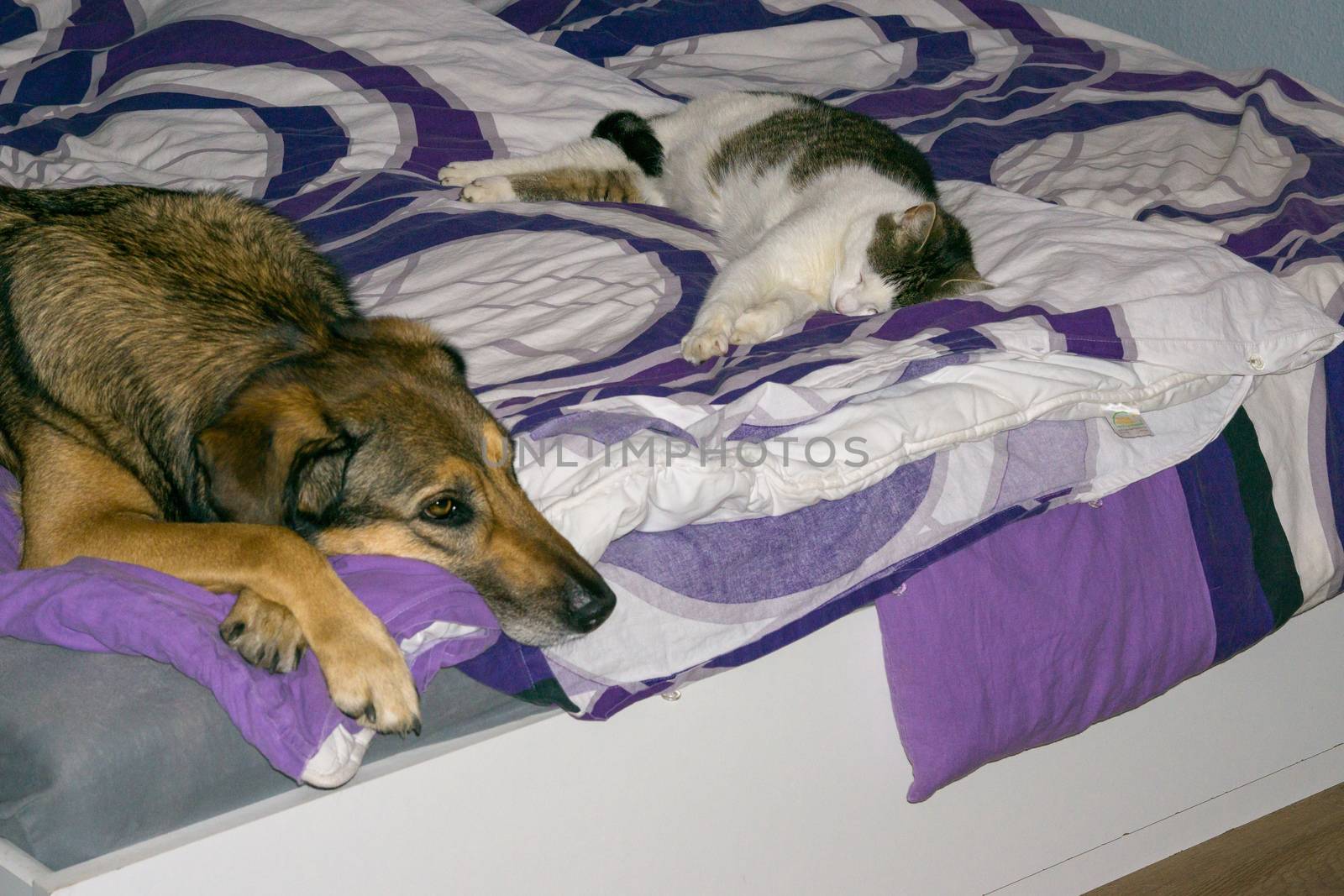 cat and dog are slepping in the bed together