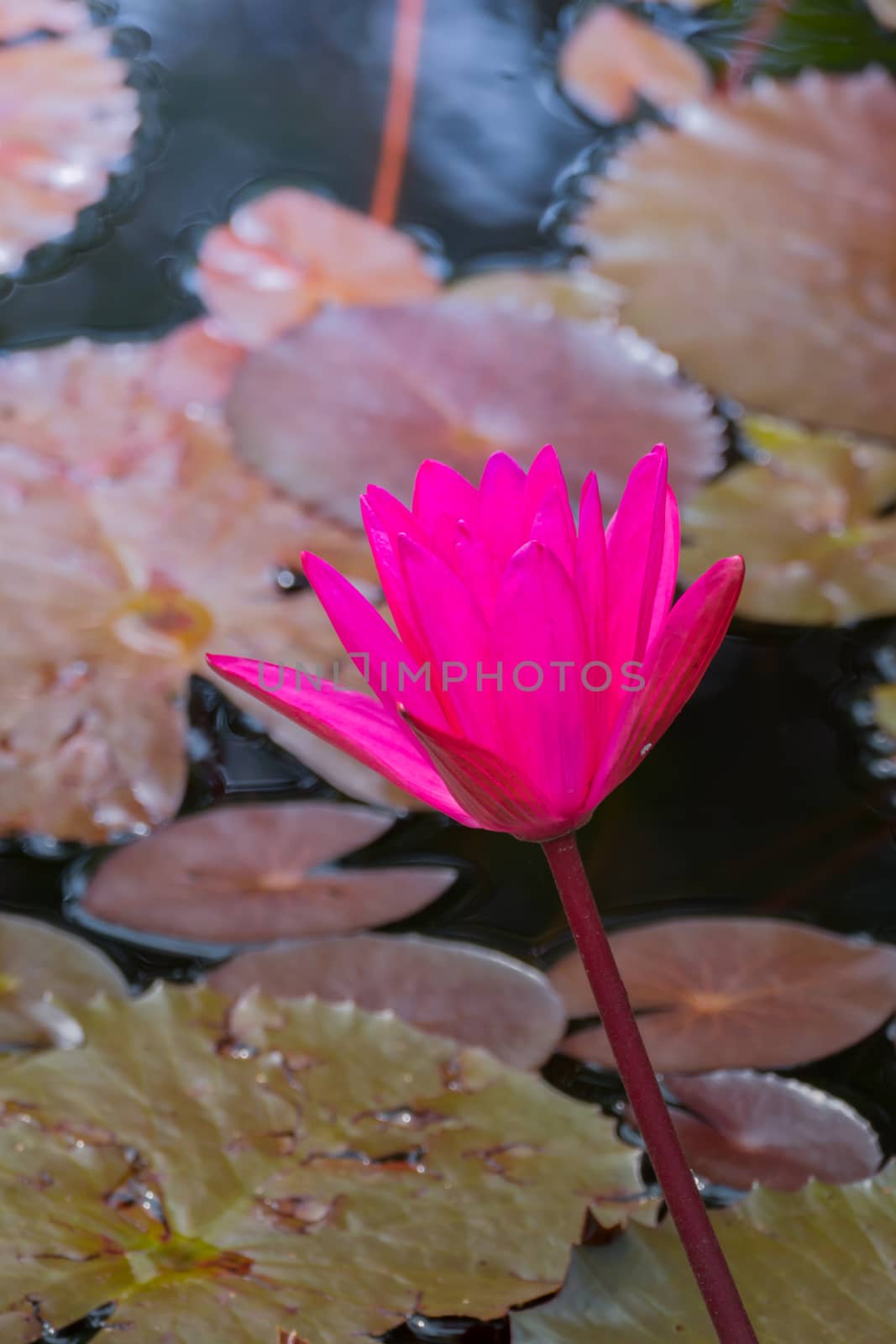 The background image of the colorful flowers by teerawit