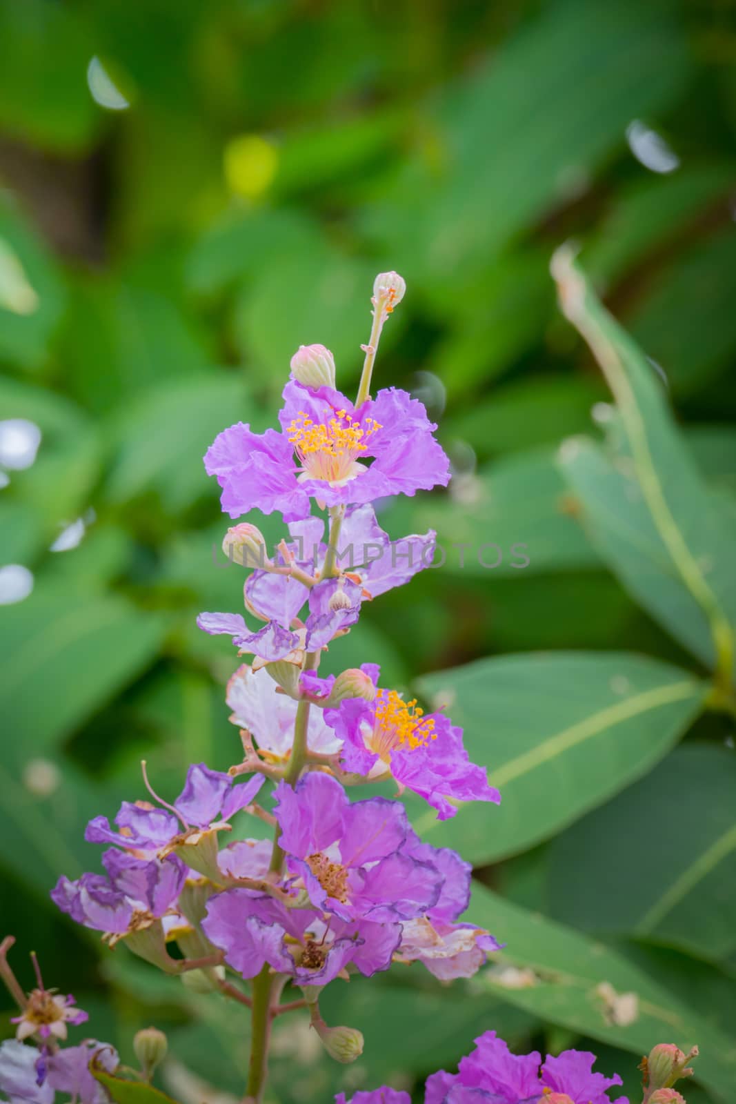 The background image of the colorful flowers by teerawit