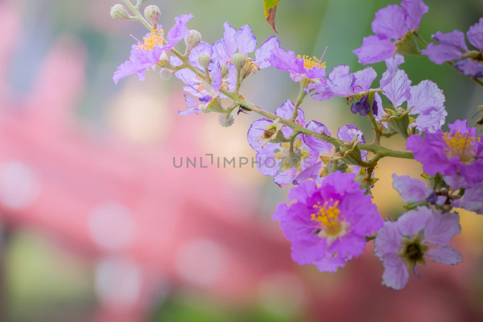 The background image of the colorful flowers by teerawit