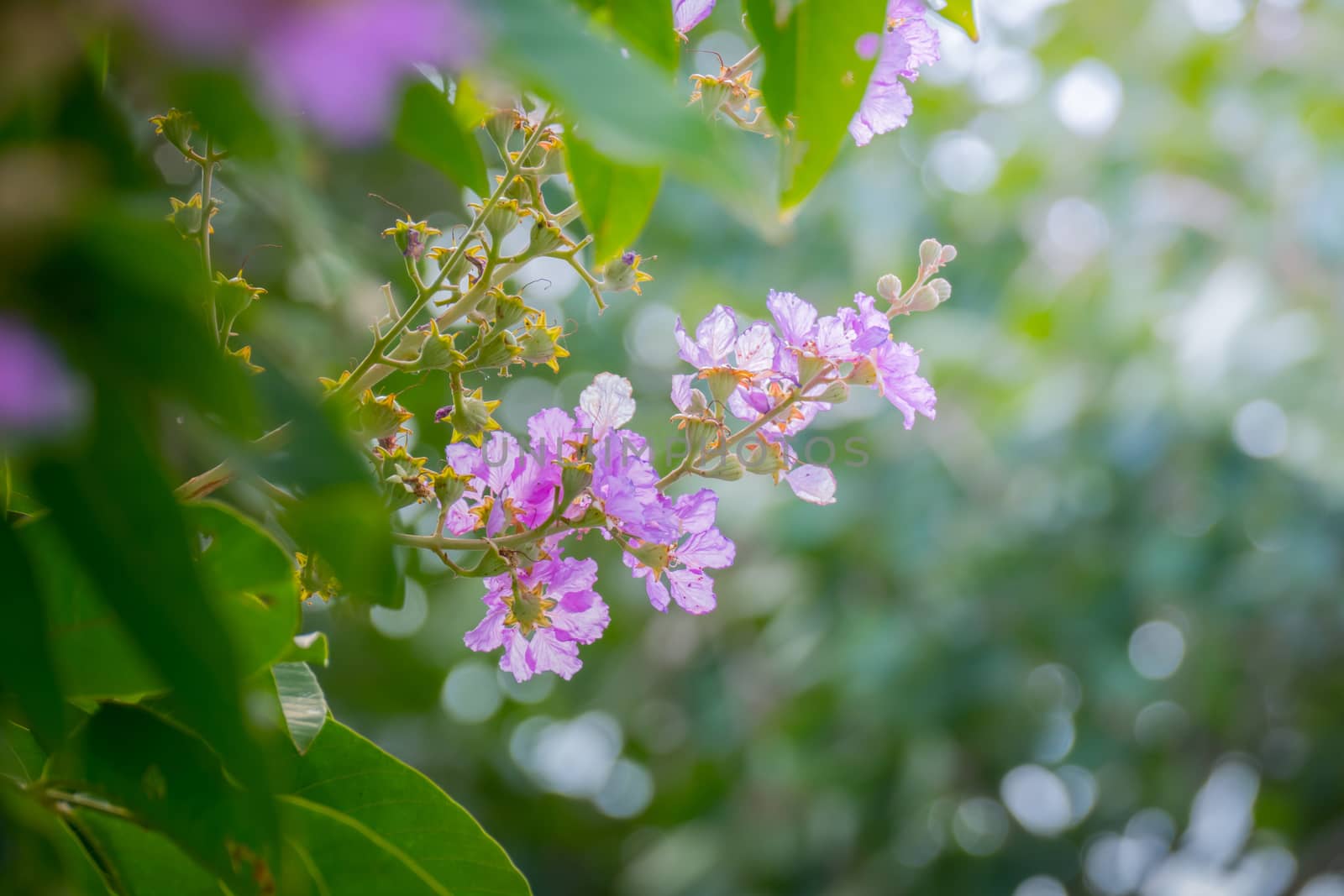 The background image of the colorful flowers, background nature