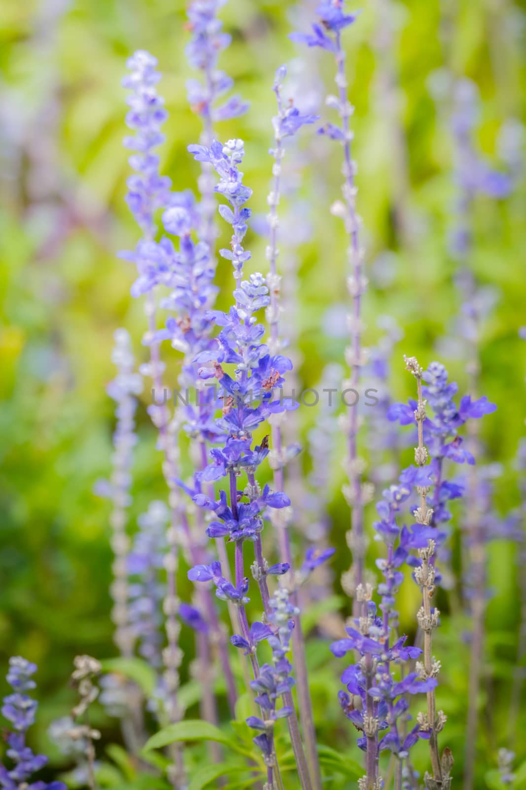 The background image of the colorful flowers by teerawit