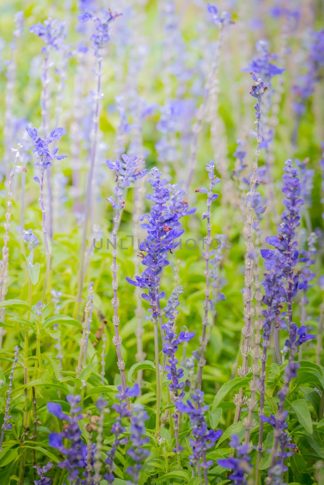 The background image of the colorful flowers by teerawit