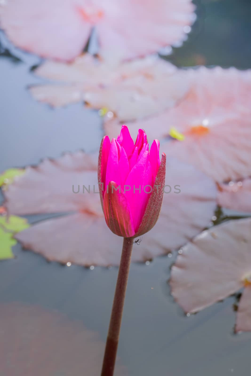 The background image of the colorful flowers by teerawit