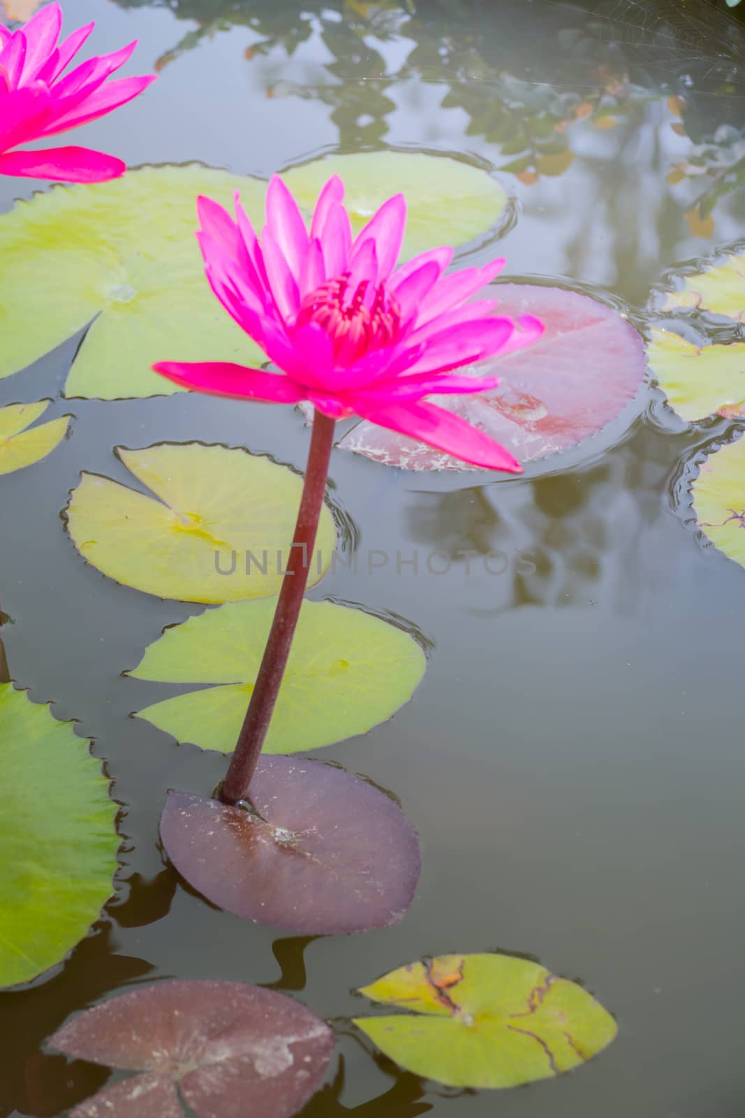 The background image of the colorful flowers by teerawit