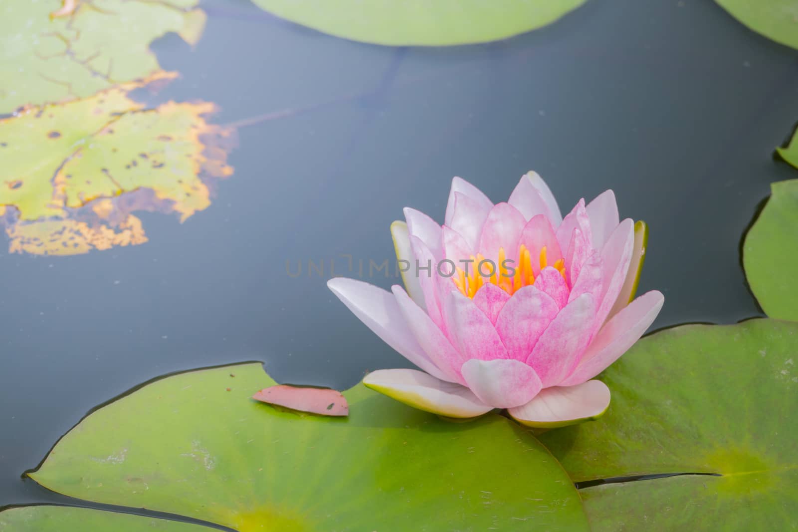 The background image of the colorful flowers, background nature