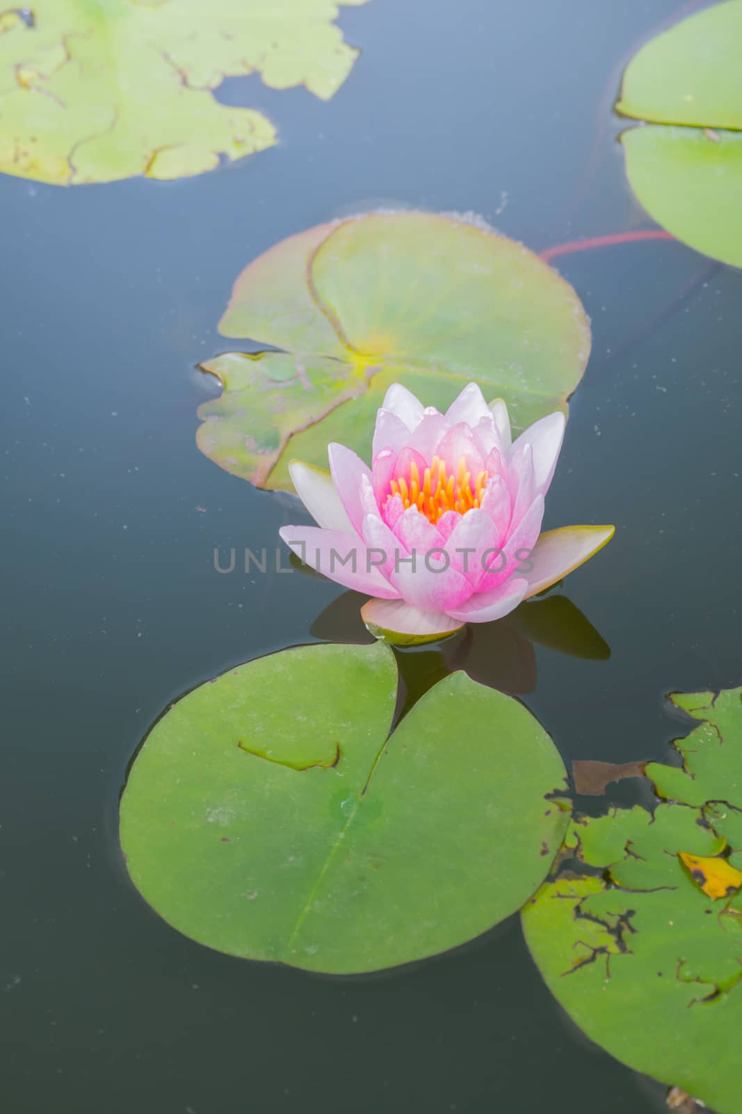 The background image of the colorful flowers by teerawit