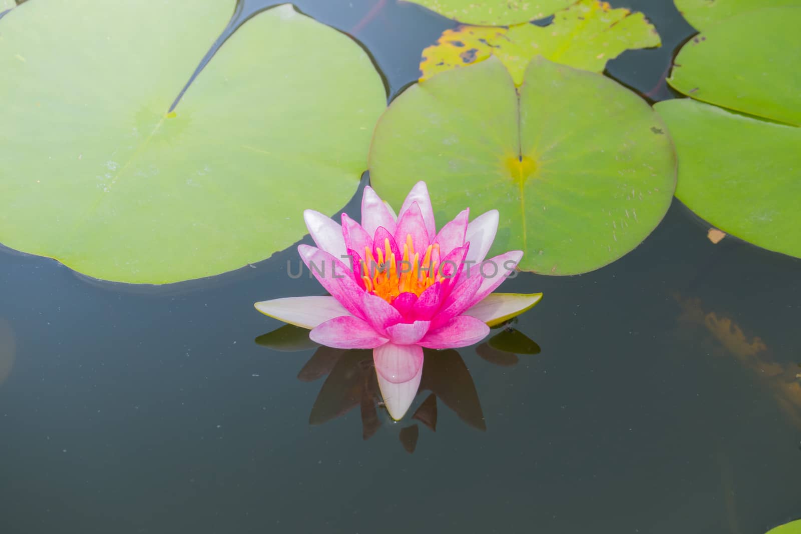 The background image of the colorful flowers, background nature