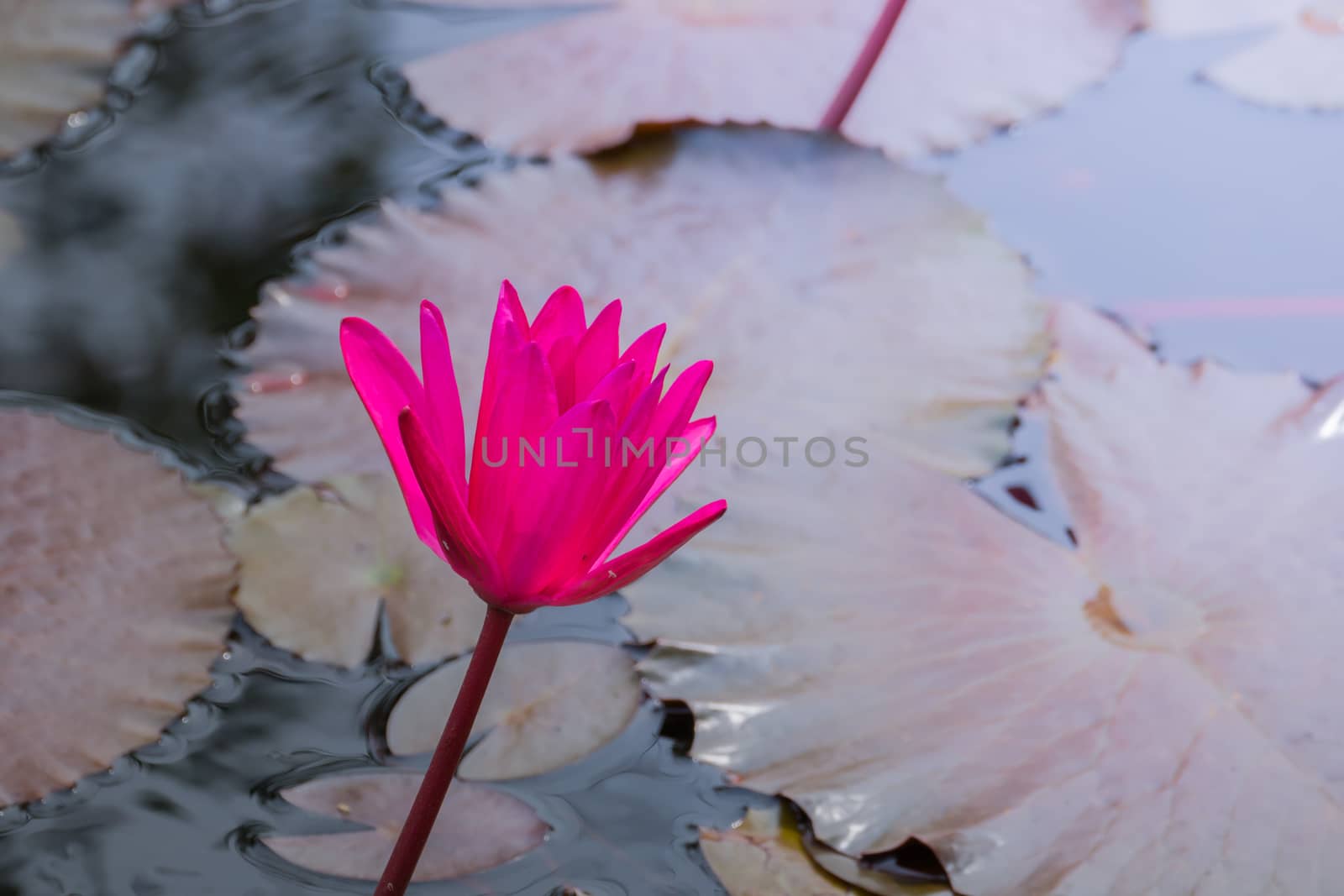 The background image of the colorful flowers by teerawit