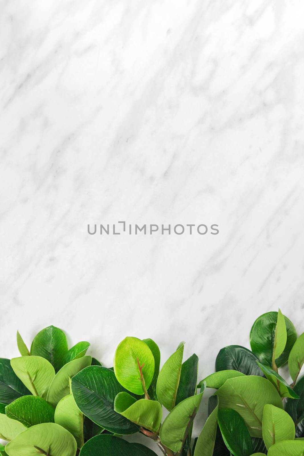 Branches with green ficus leaves on marble background by anikasalsera