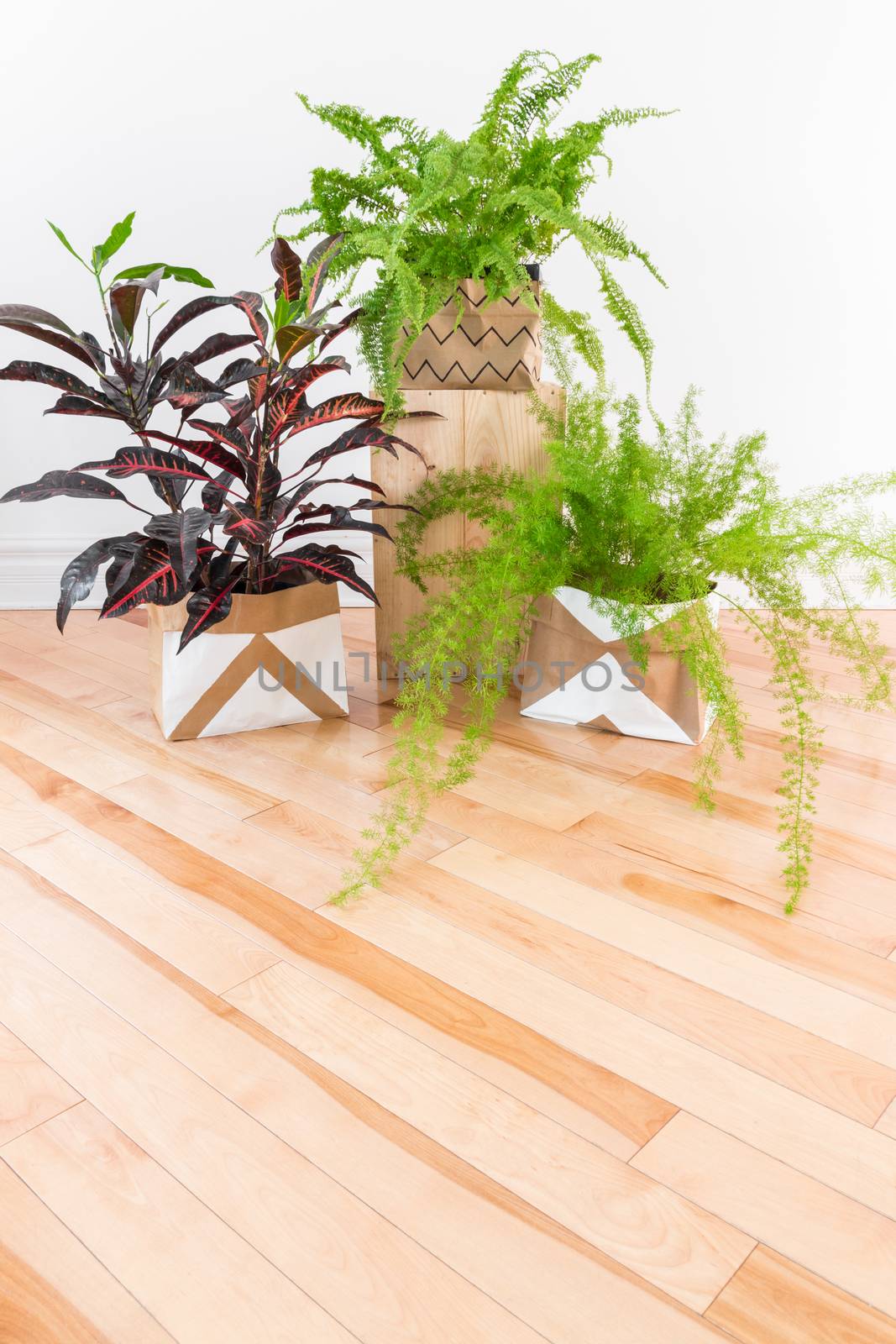 Beautiful green plants in a room with wooden floor by anikasalsera
