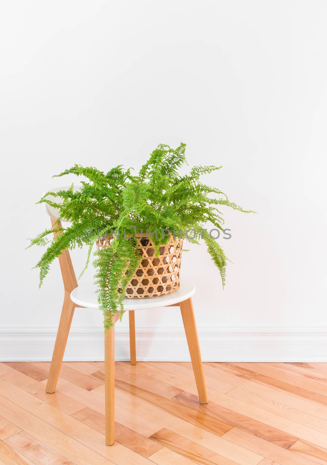 Beautiful green Boston fern plant in a basket on a stylish chair, on wooden floor.