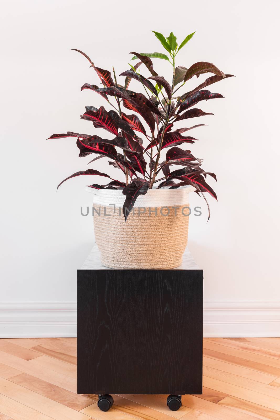 Colorful Croton plant in a textile basket, on a black side table with wheels.