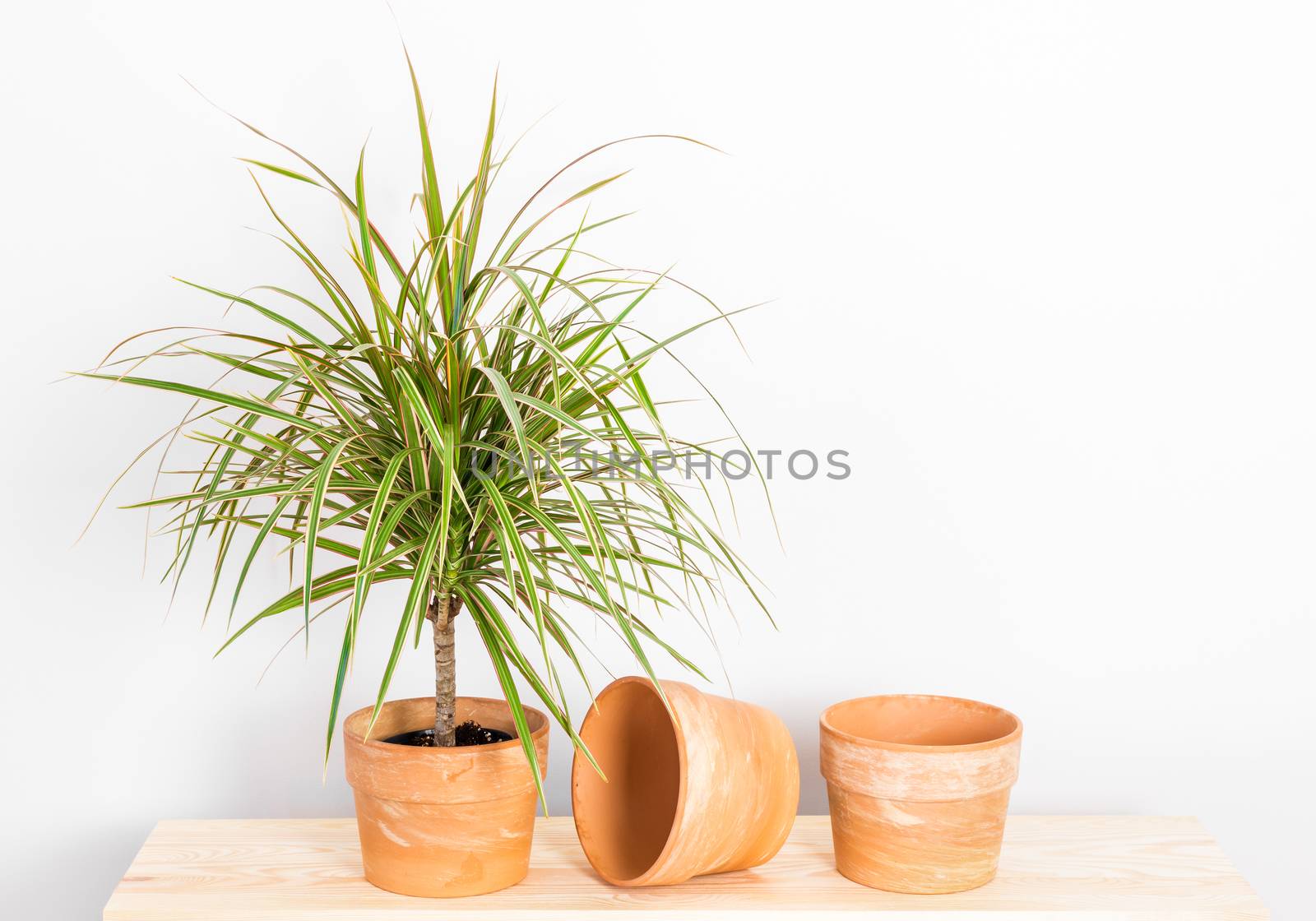 Dracaena marginata tricolor, or Madagascar dragon tree. Plant and clay pots on a wooden shelf.