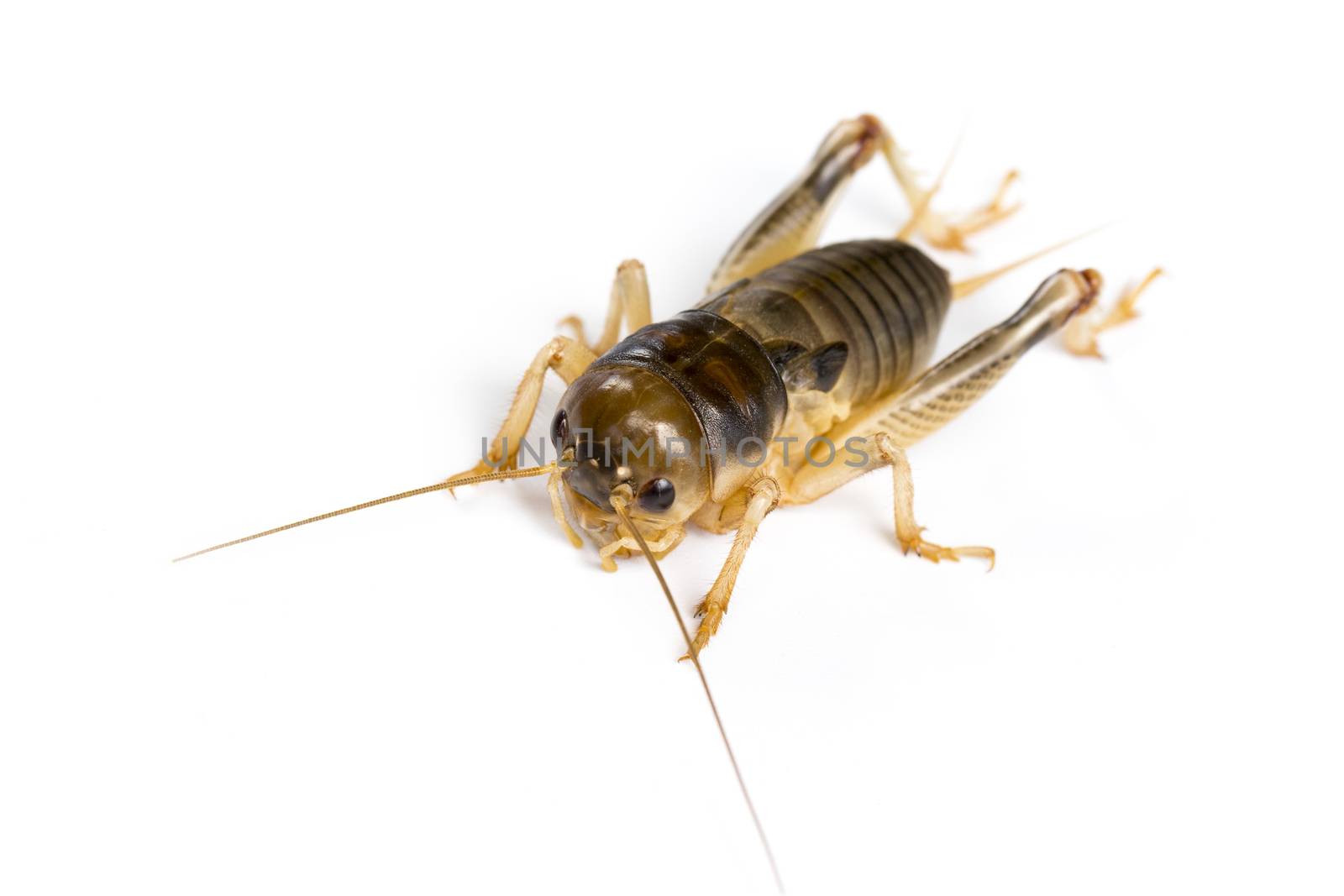 Image of cricket on white background., Insects. Animals