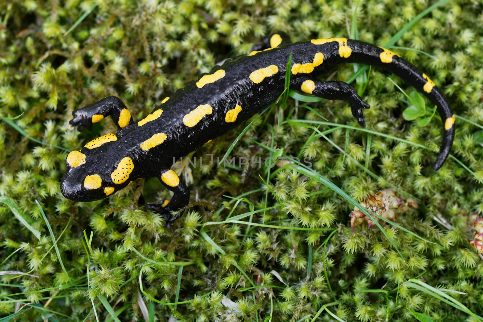 Fire salamander (Salamandra salamandra) in a wild nature