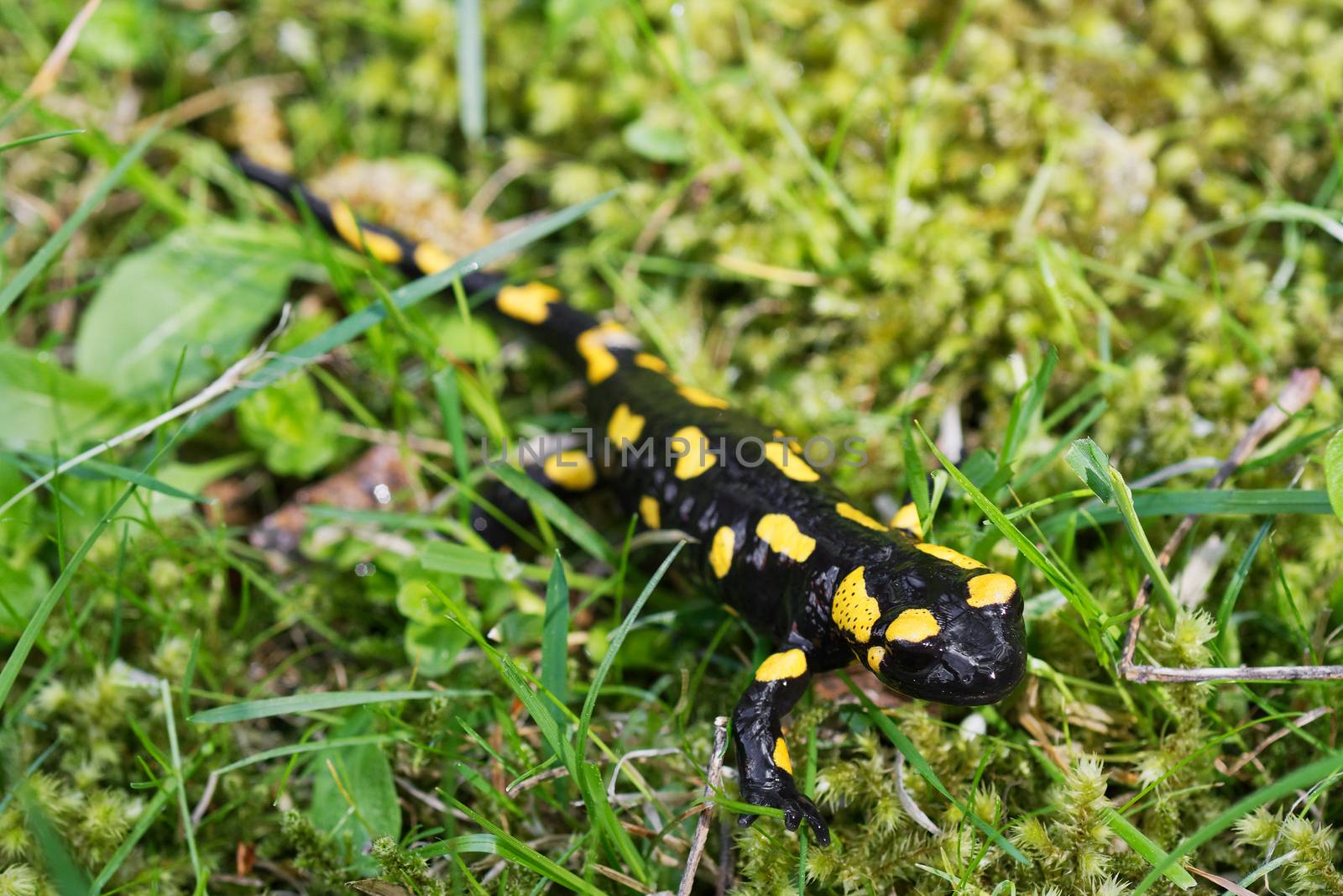 Fire salamander (Salamandra salamandra) in a wild nature