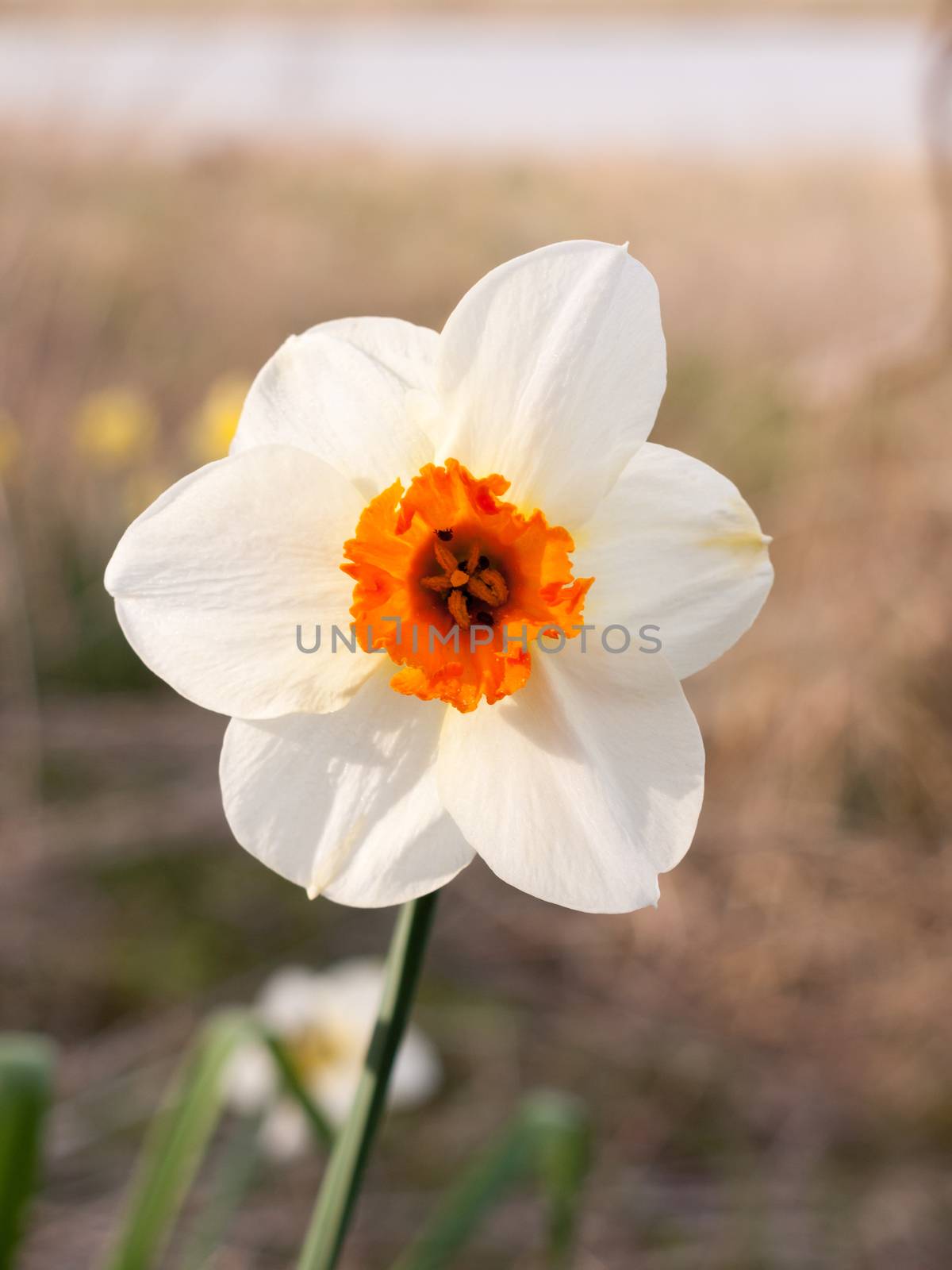 white and orange close up of wild daffodil beautiful spring ; essex; england; uk