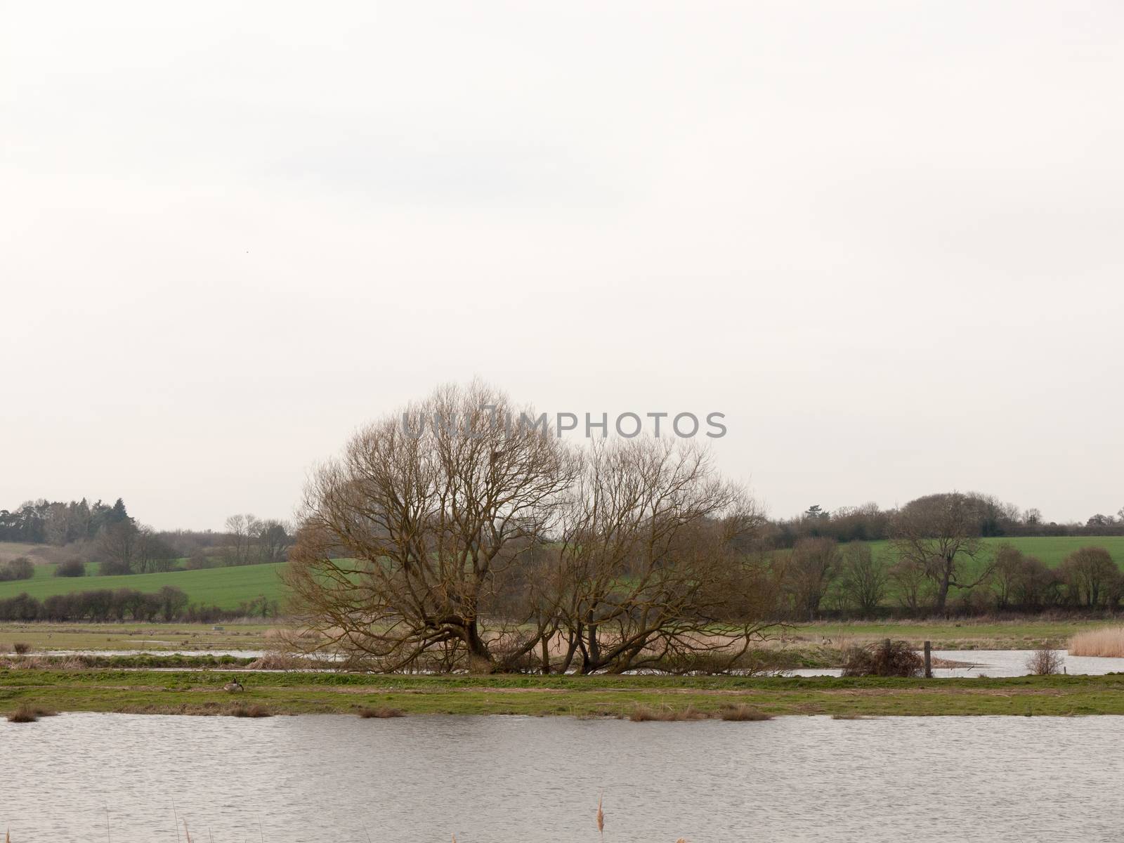 open water stream river nature background with tree on bank spring; essex; england; uk