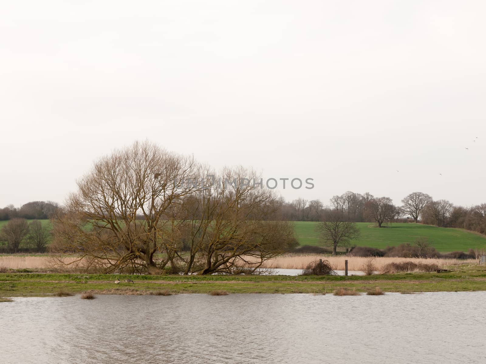 open water stream river nature background with tree on bank spring by callumrc
