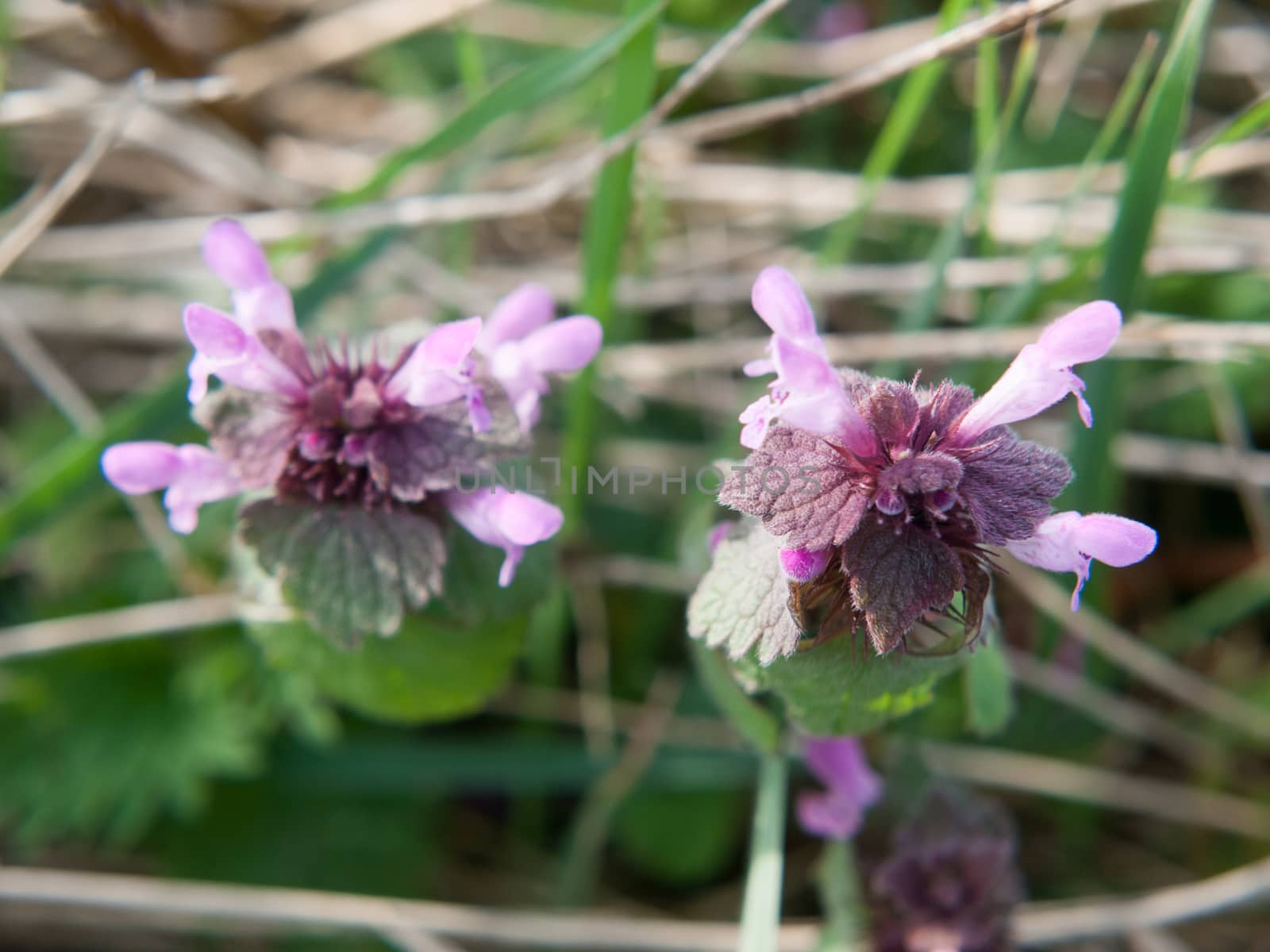 close up macro of purple dead nettle plant tops; essex; england; uk