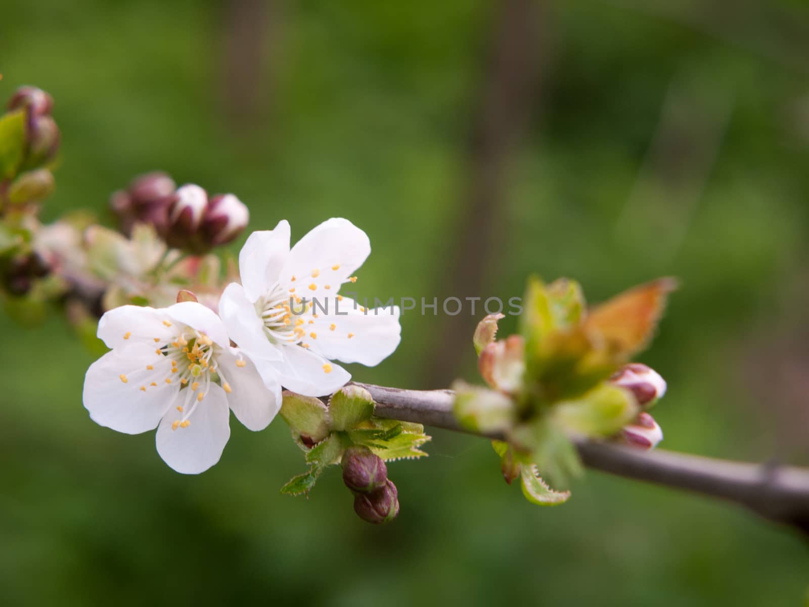 close up of beautiful white blooming flower heads on cherry tree by callumrc
