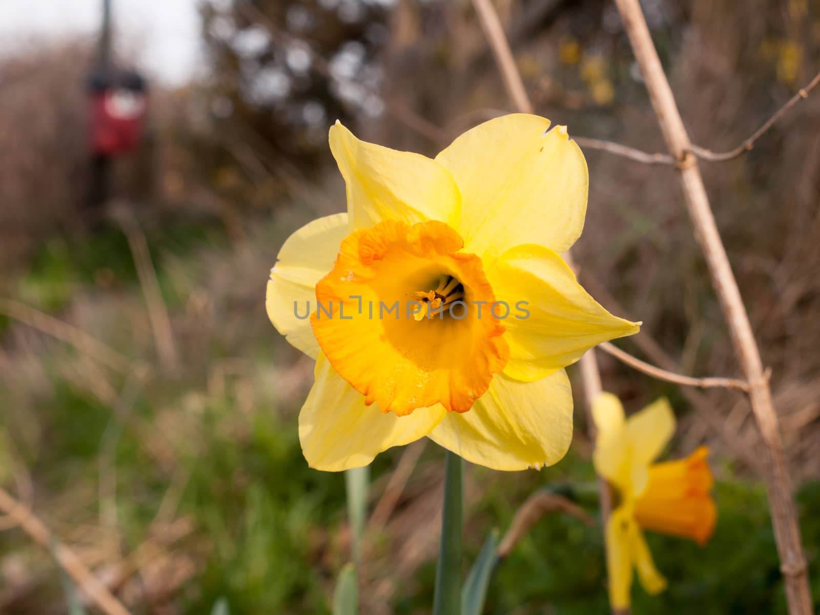close up of yellow wild daffodil beautiful spring ; essex; england; uk