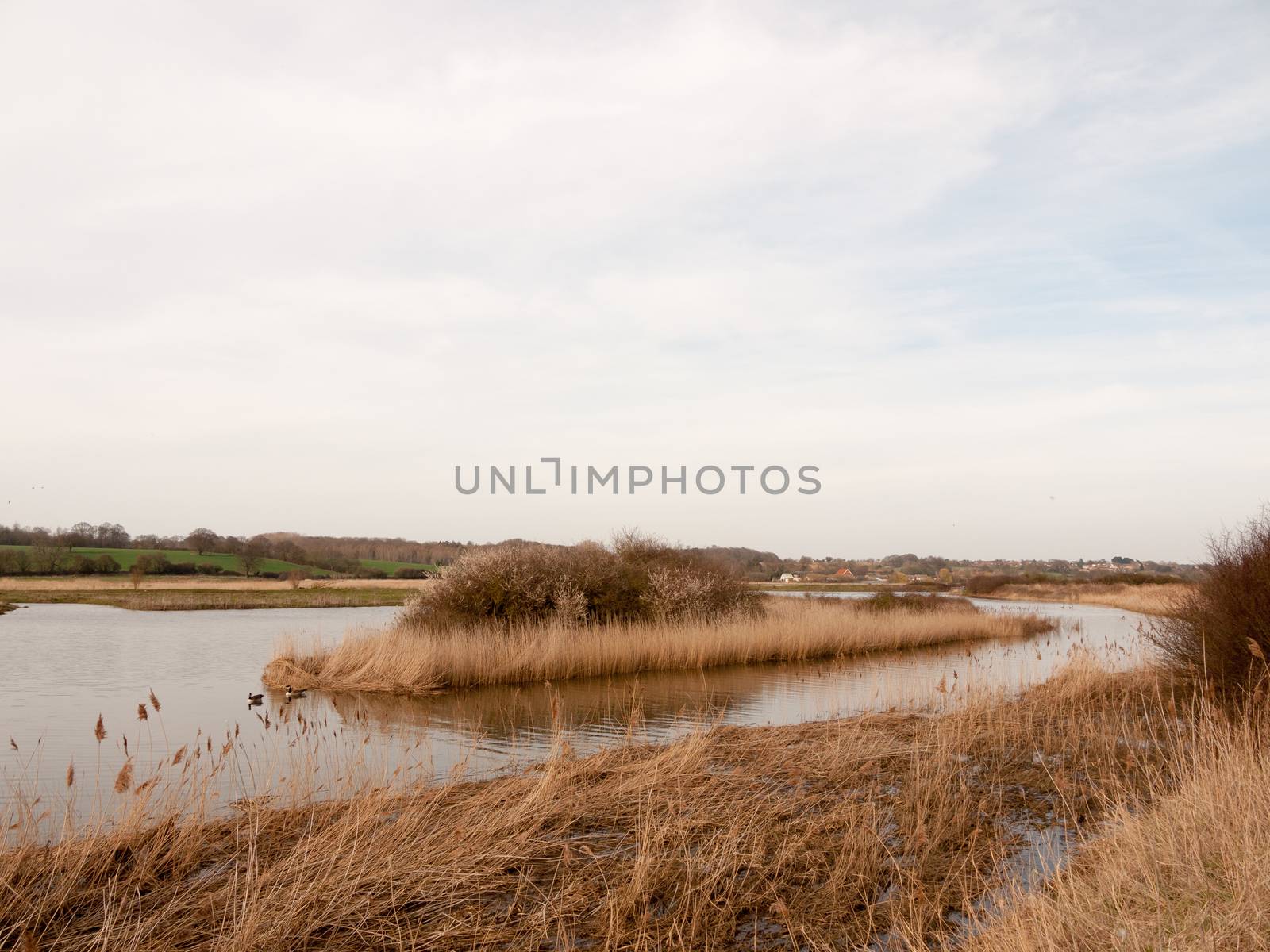 reed banks side of river stream water nature background by callumrc