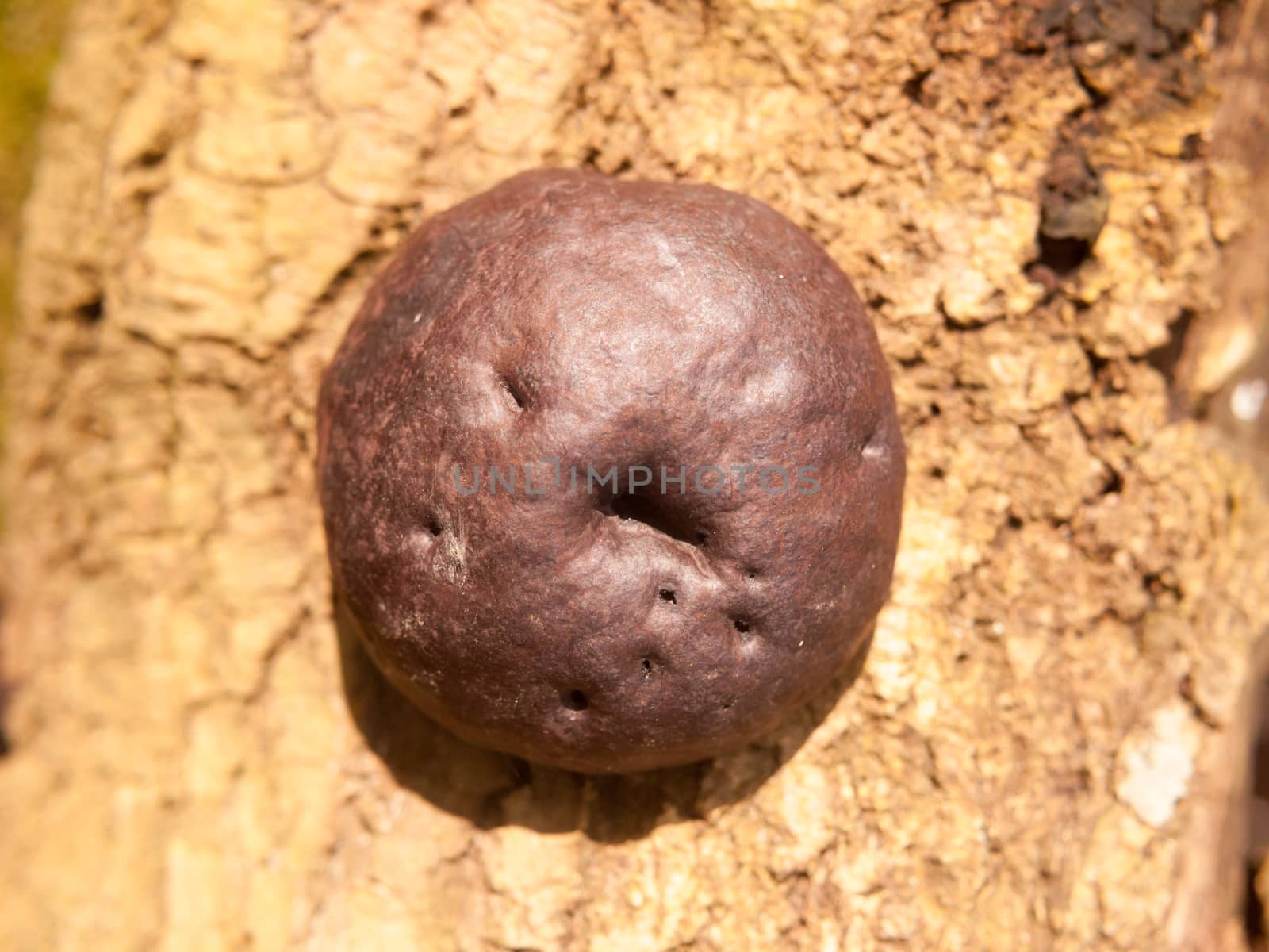 close up of large black brown burnt alfred's cake mushroom fungi on bark; essex; england; uk