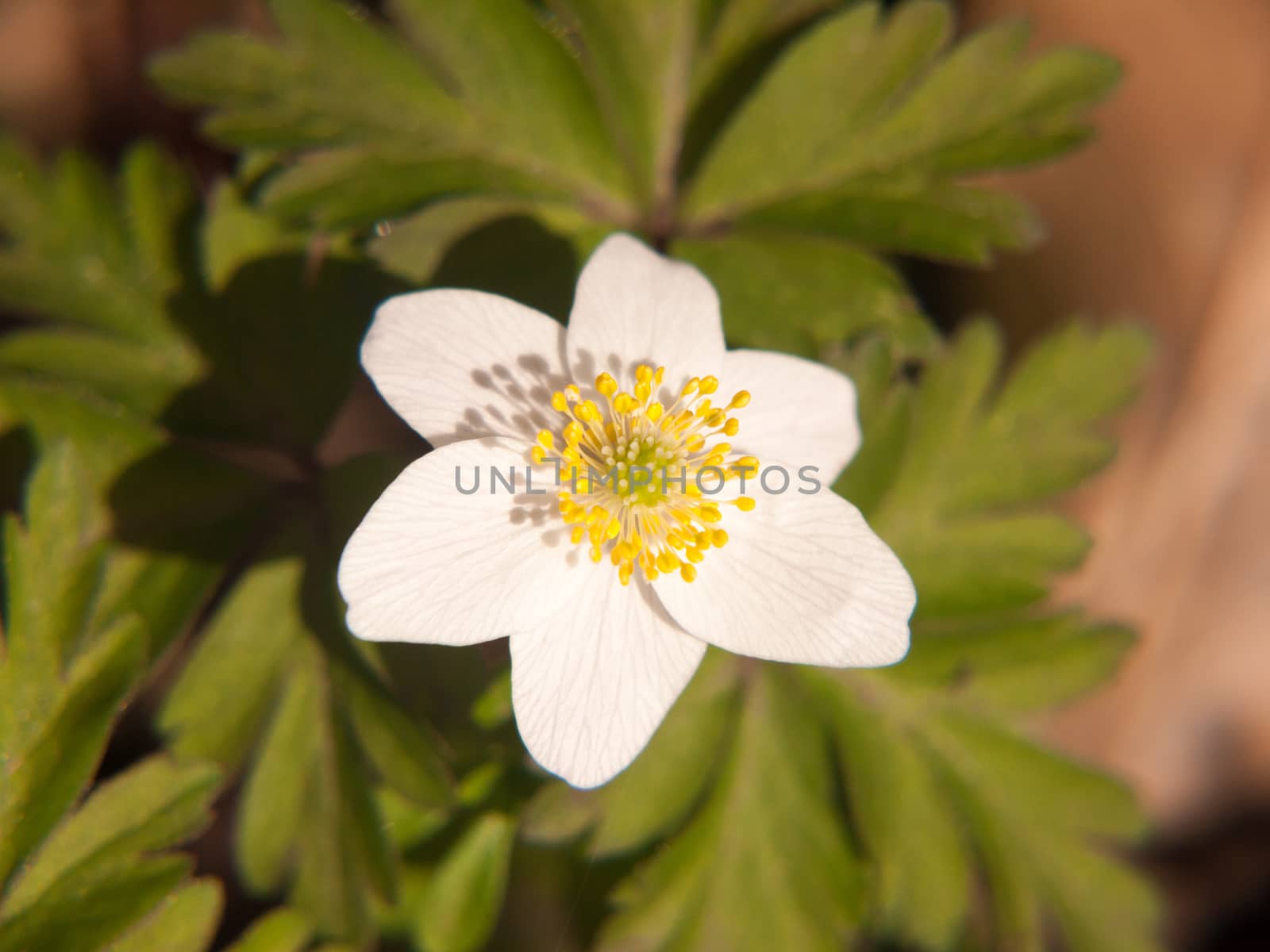 close up of white wood anemone flower petals beautiful spring; essex; england; uk