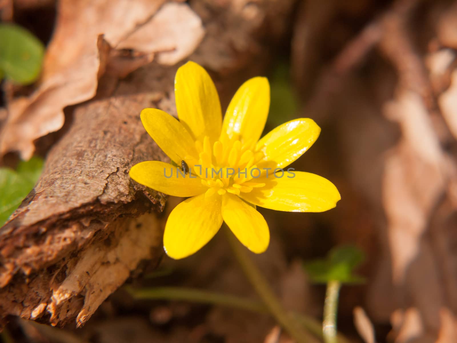 close up of lesser celandine yellow flower macro details spring; essex; england; uk