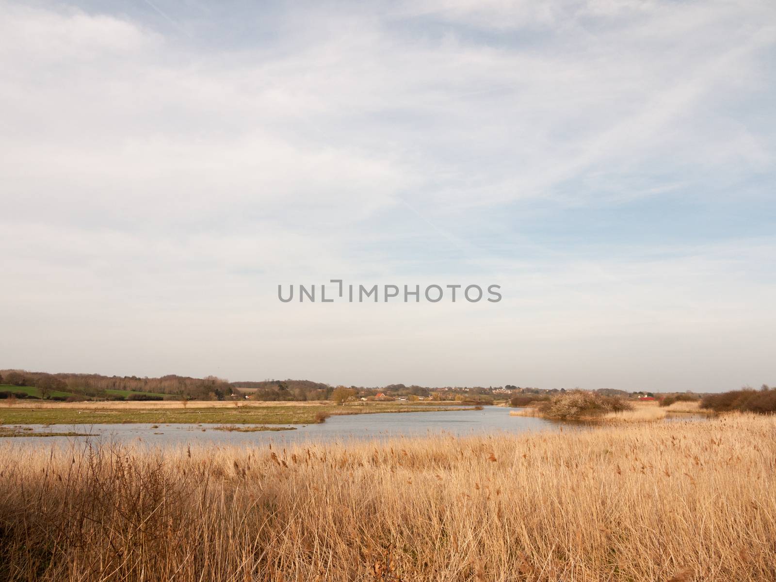 reeds nature growing side bank of river stream water sky blue clouds spring background by callumrc