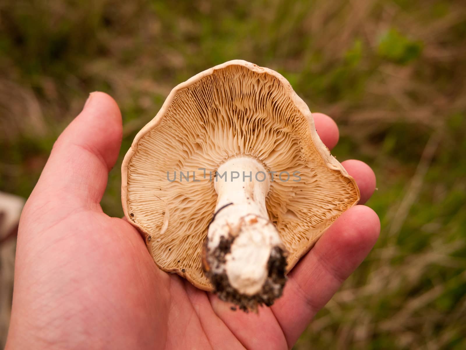 large white st george's mushroom in hand close up macro forage wild food; essex; england; uk