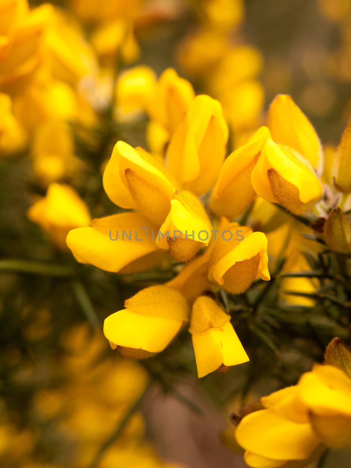 close up detail of yellow gorse broom flower heads macro; essex; england; uk