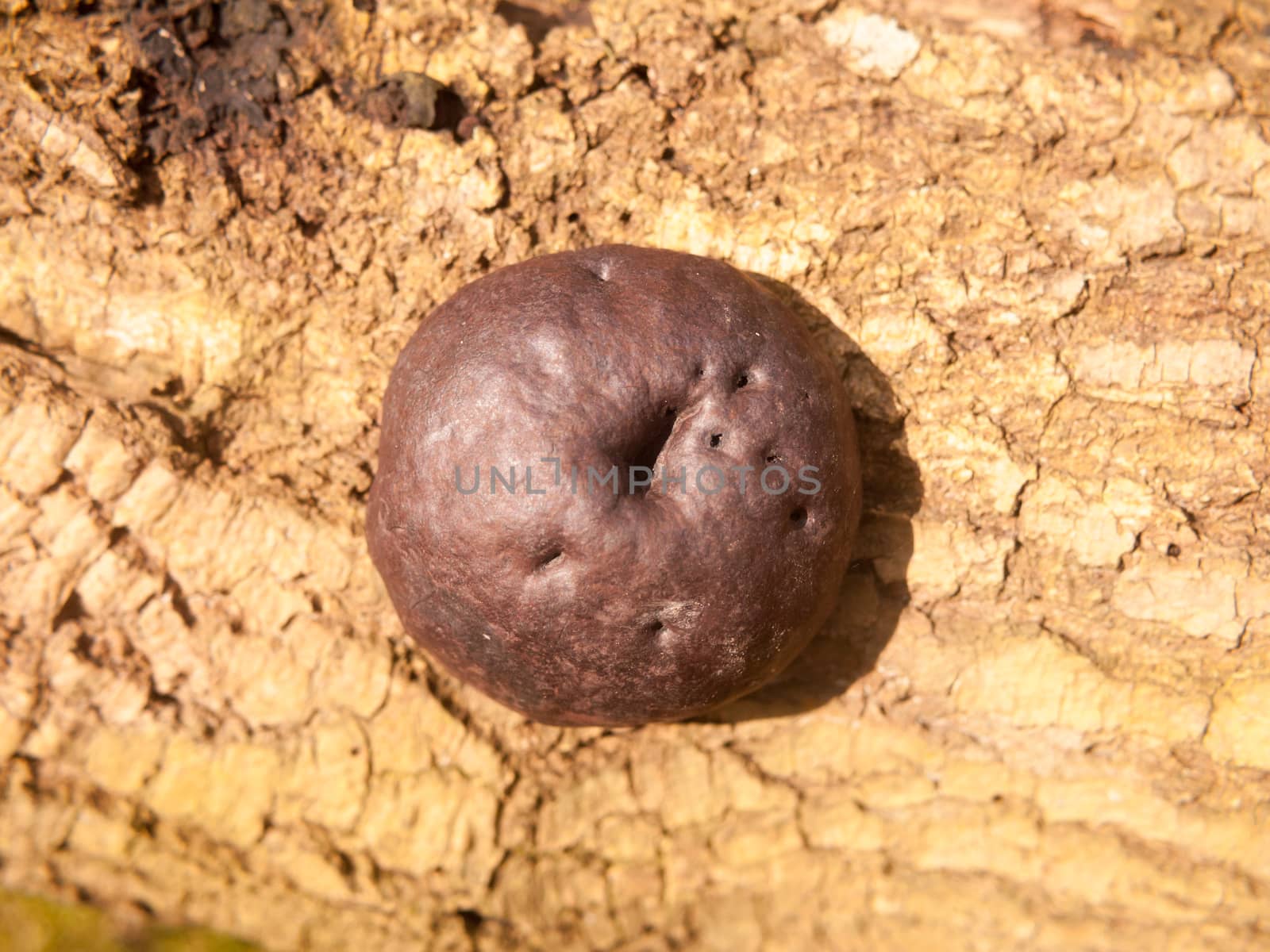 close up of large black brown burnt alfred's cake mushroom fungi on bark; essex; england; uk