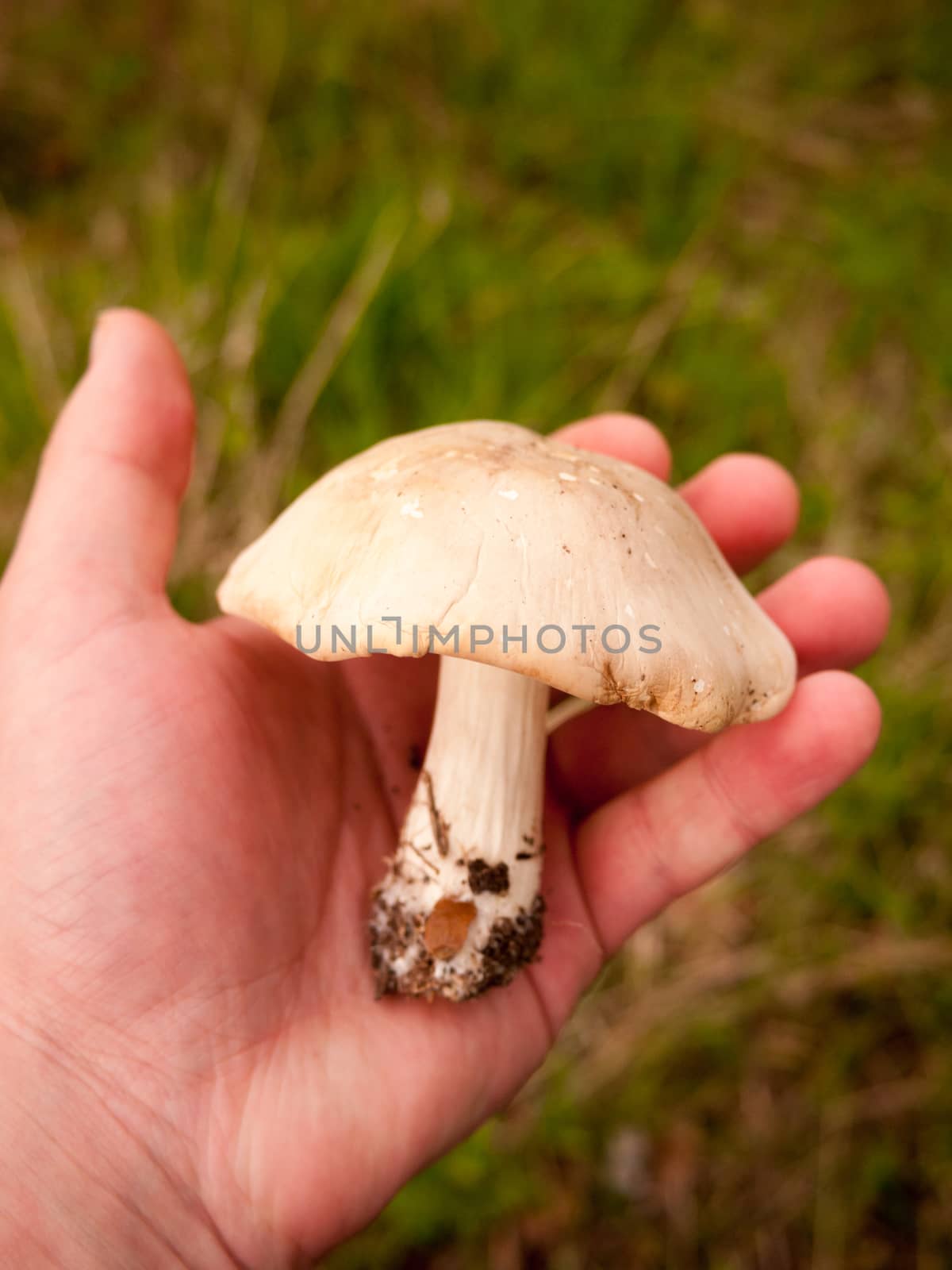 large white st george's mushroom in hand close up macro forage wild food by callumrc
