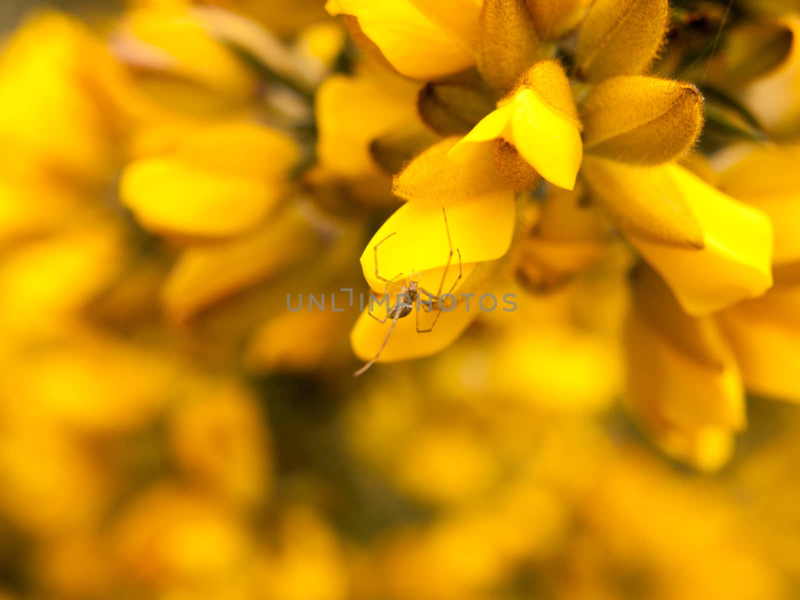 close up detail of yellow gorse broom flower heads macro with spider by callumrc