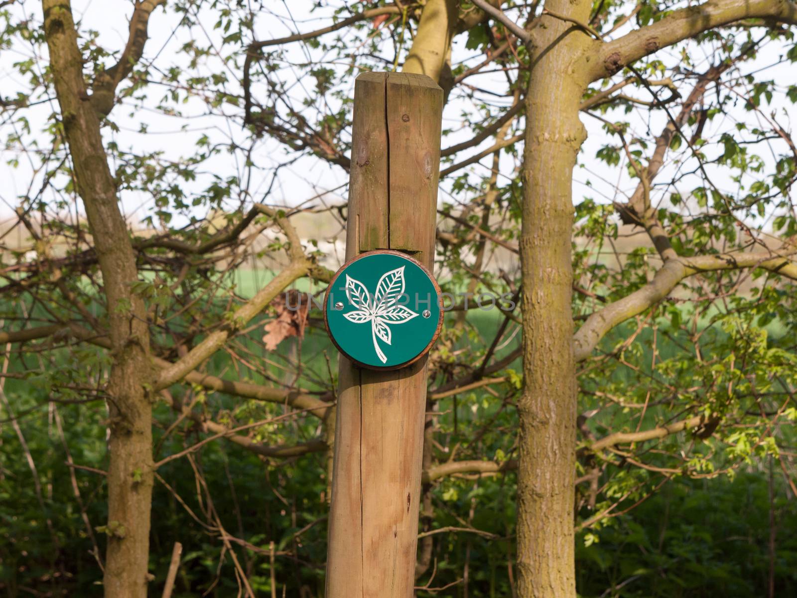 close up green and white leaf wooden sign on post details by callumrc