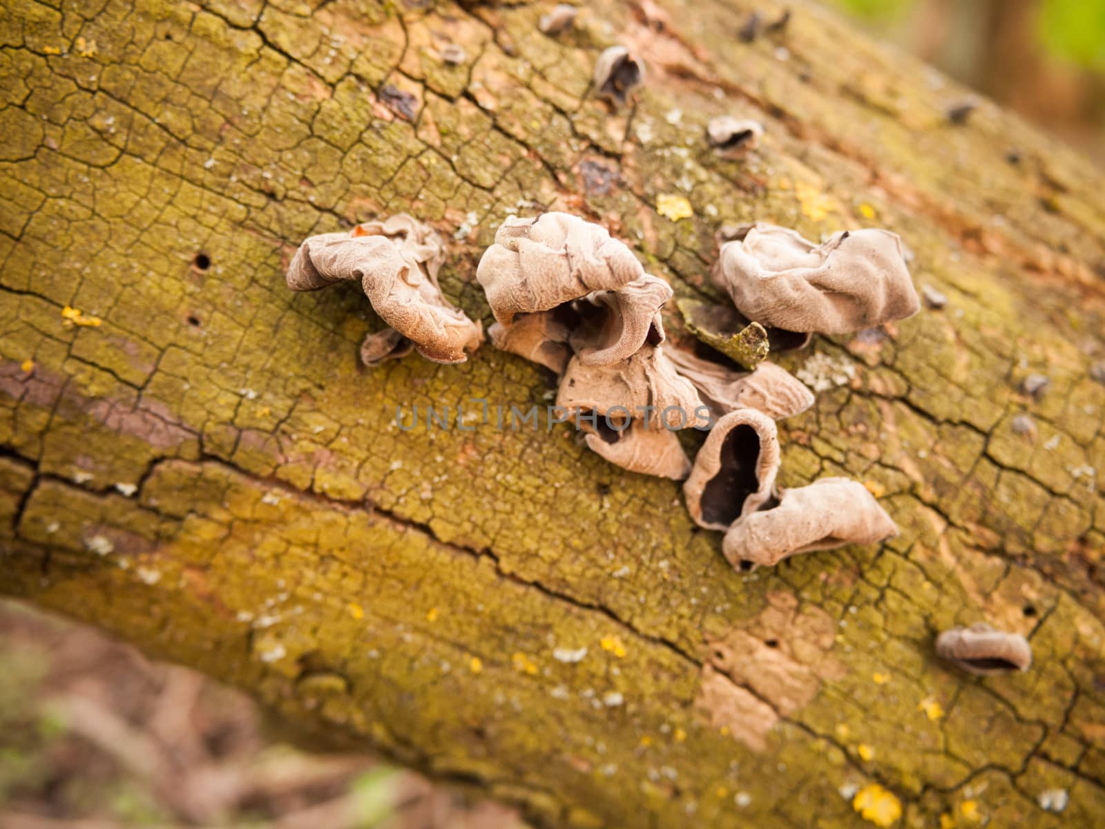 close up of wild wood ear mushrooms on bark dried out forage by callumrc