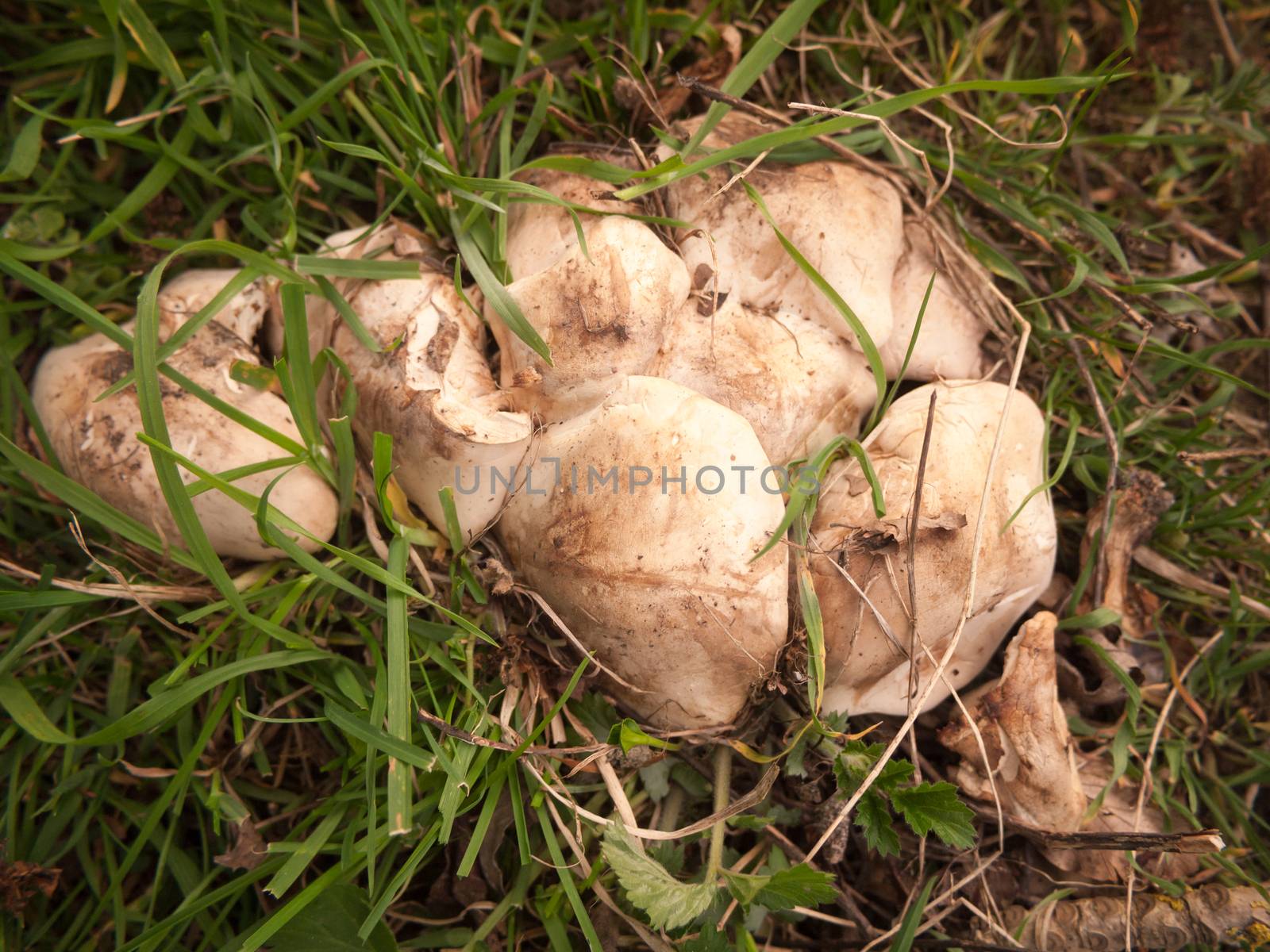 close up of st george's mushrooms on floor spring forage; essex; england; uk