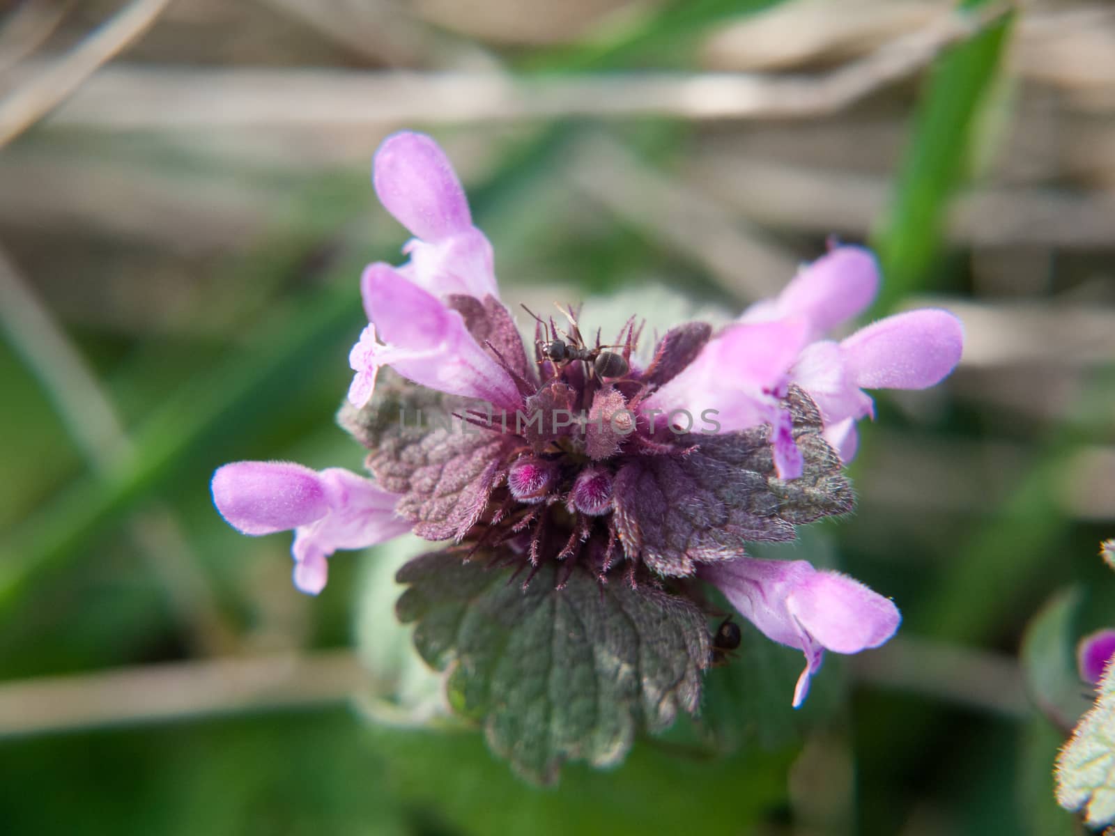 close up macro of purple dead nettle plant top by callumrc