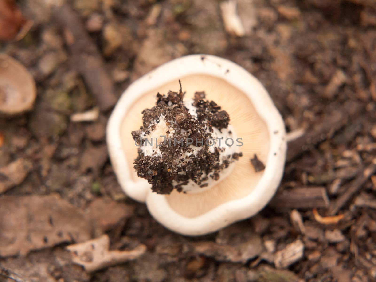 upside down wild st george's mushroom foraging outside ground; essex; england; uk