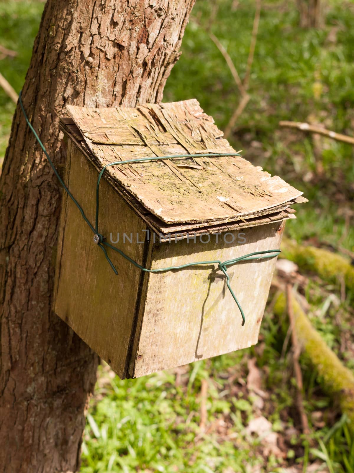 close up of wooden container attached to tree trunk in woodland nature environment; essex; england; uk