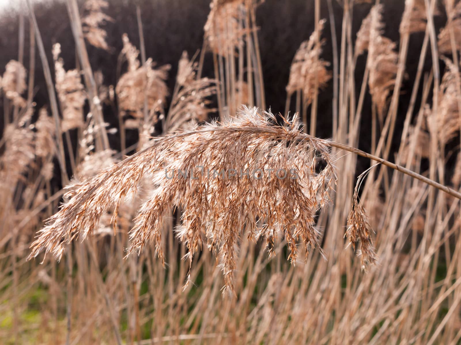 close of reed flower had spring across detail macro fresh golden grass; essex; england; uk