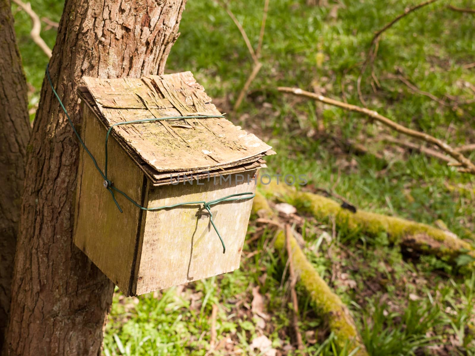 close up of wooden container attached to tree trunk in woodland nature environment by callumrc