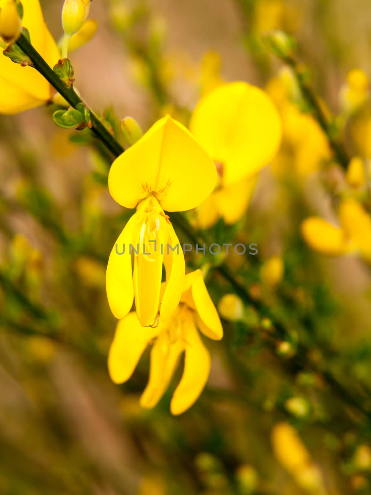 close up detail of yellow gorse broom flower heads macro; essex; england; uk