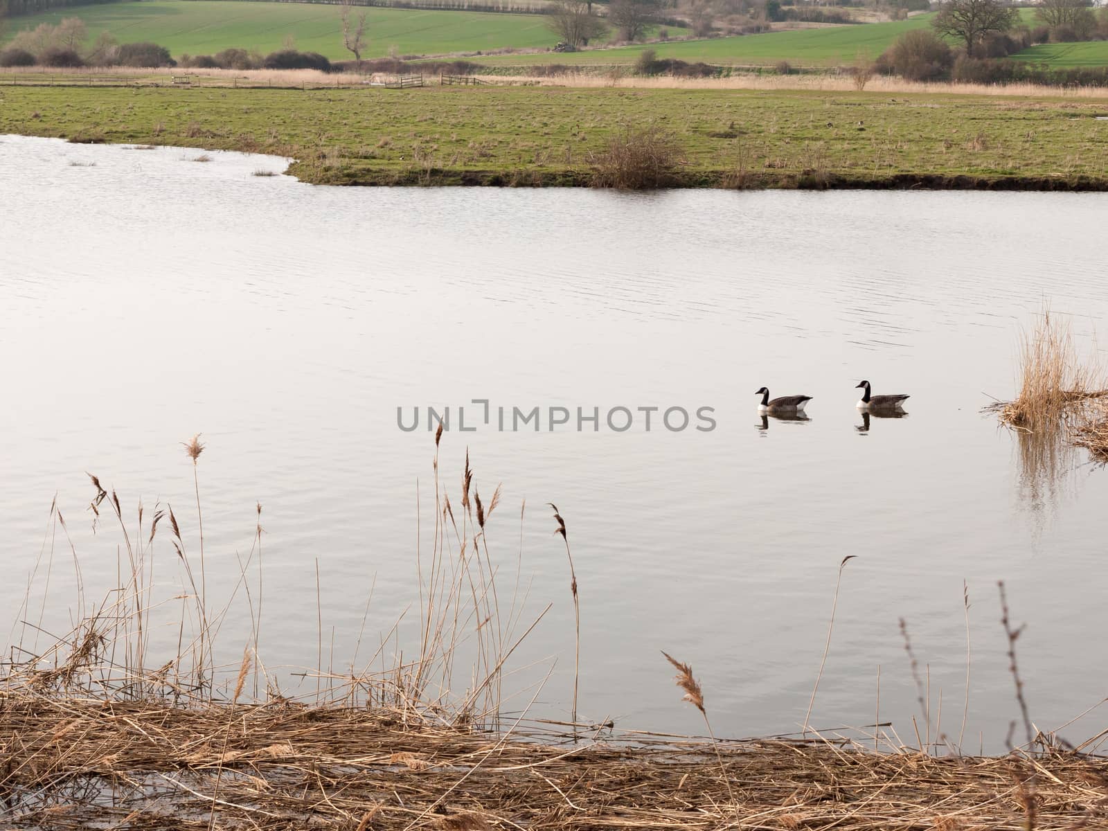 two geese waiting in the water look ahead to the side river stream; essex; england; uk