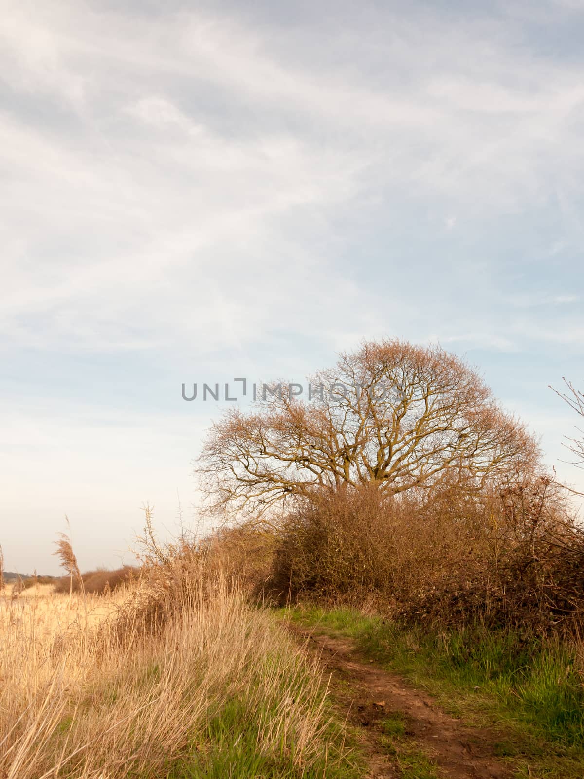 nature background tree with reeds and sky spring side of bank by callumrc