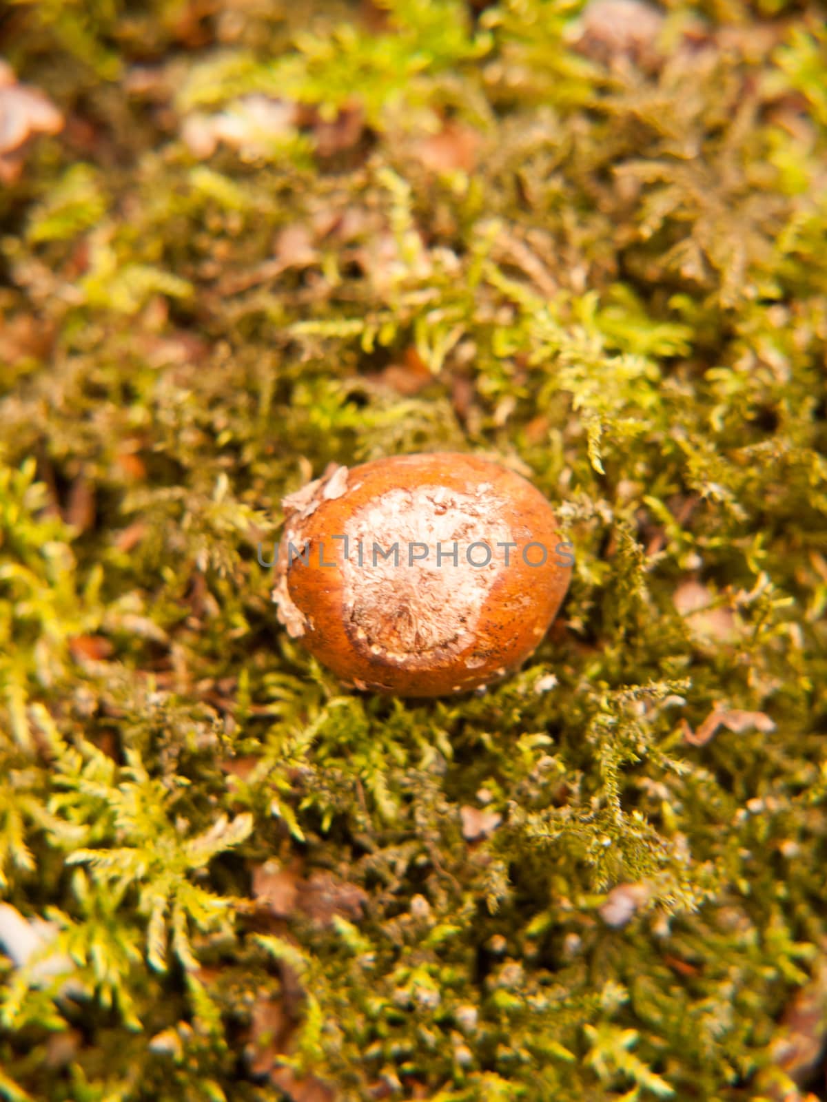 close up of fall nut macro on moss nature details by callumrc